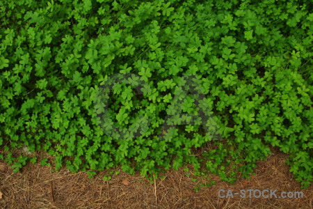 Green brown nature texture.