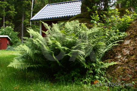 Green fern plant leaf.