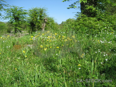 Green field.