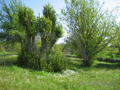 Green field.