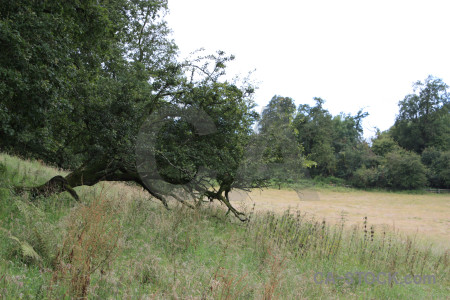 Green field white landscape.