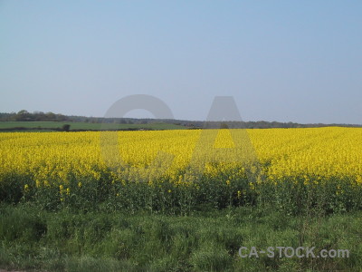 Green field yellow.