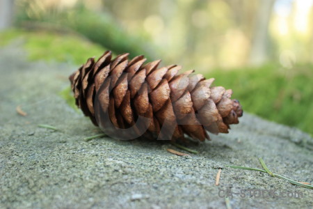 Green fir cone plant.