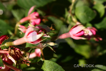 Green flower pink red plant.