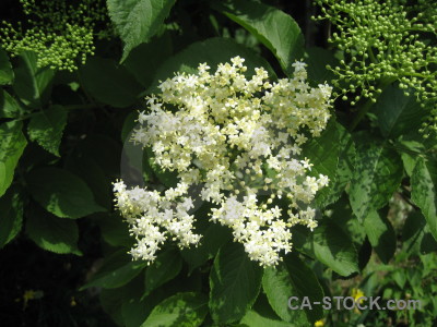 Green flower plant.