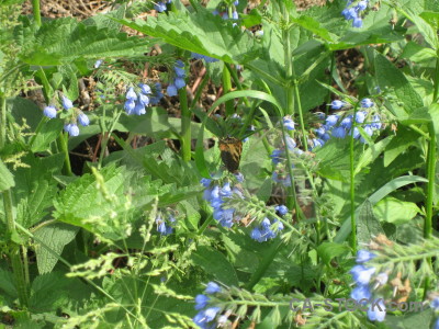 Green flower plant.