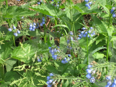 Green flower plant.