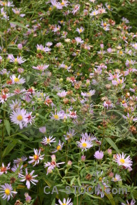 Green flower plant.