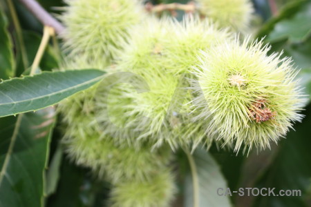 Green flower plant.