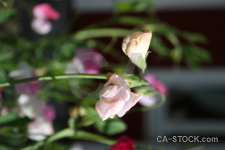 Green flower plant.