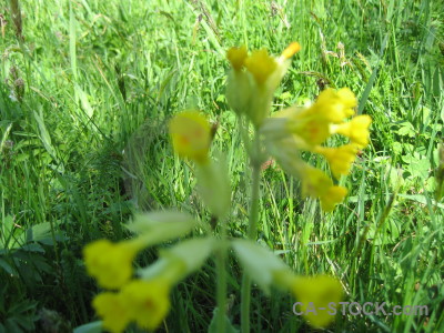 Green flower plant.