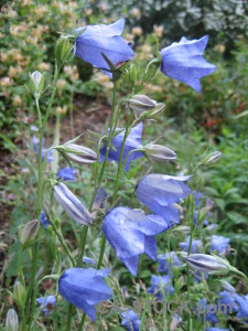 Green flower plant blue.