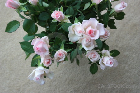 Green flower plant gray rose.
