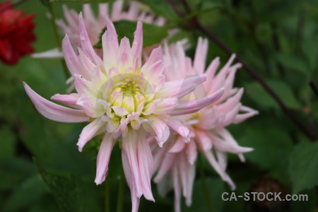 Green flower plant pink.