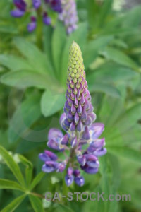 Green flower plant purple.