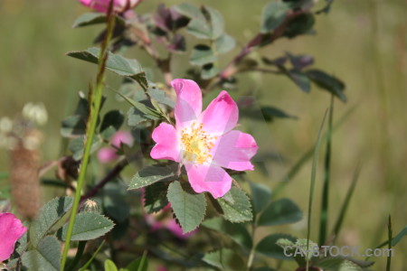 Green flower purple plant pink.