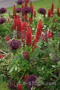 Green flower red plant.