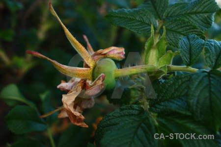 Green flower rose plant.