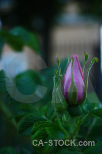 Green flower rose plant.