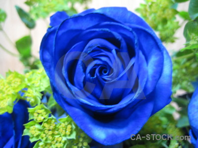 Green flower rose plant blue.