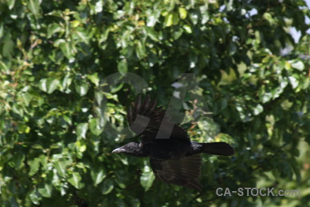 Green flying animal bird.