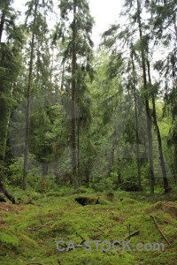 Green forest tree.