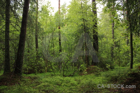 Green forest tree.