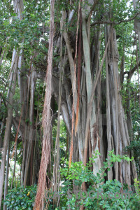 Green forest tree.