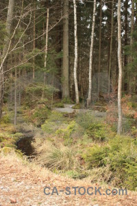 Green forest tree.