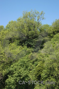 Green forest tree.