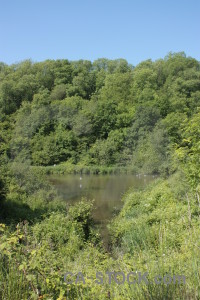 Green forest tree.