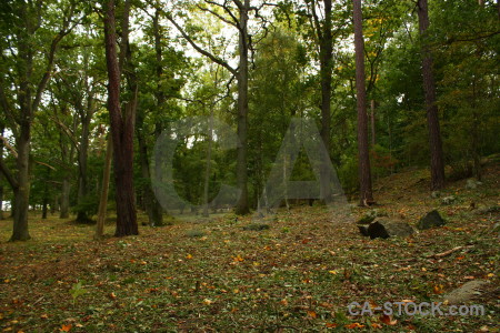 Green forest tree.