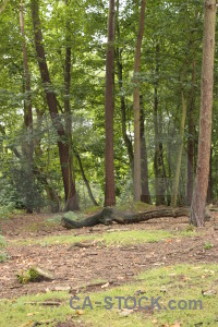 Green forest tree.