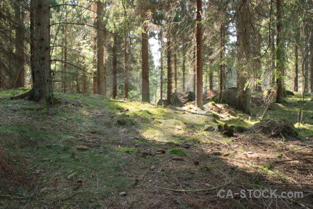 Green forest tree.