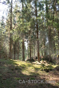 Green forest tree.