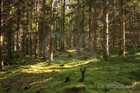 Green forest tree.