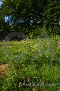 Green grass meadow field tree.