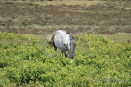 Green horse animal.