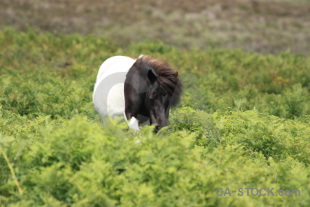 Green horse animal.