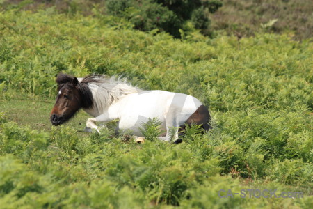 Green horse animal.