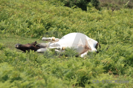 Green horse animal.