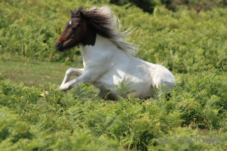 Green horse animal.