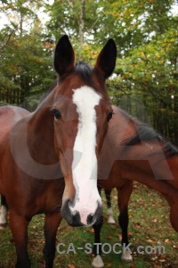 Green horse animal.