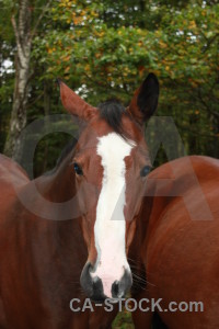 Green horse animal.