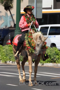 Green horse animal person.