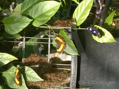 Green insect animal.