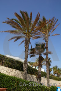 Green javea palm tree sky spain.