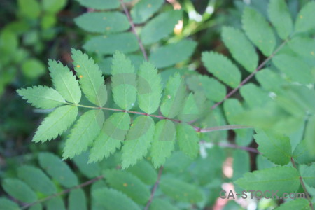 Green leaf.