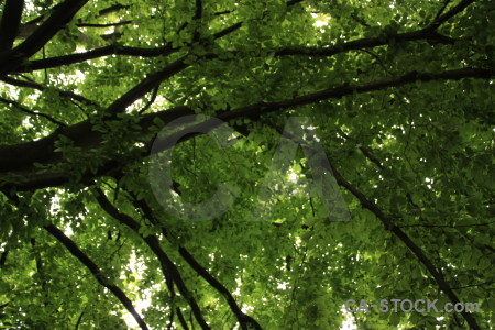 Green leaf branch tree.