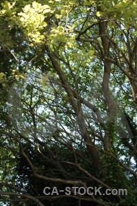 Green leaf branch tree.